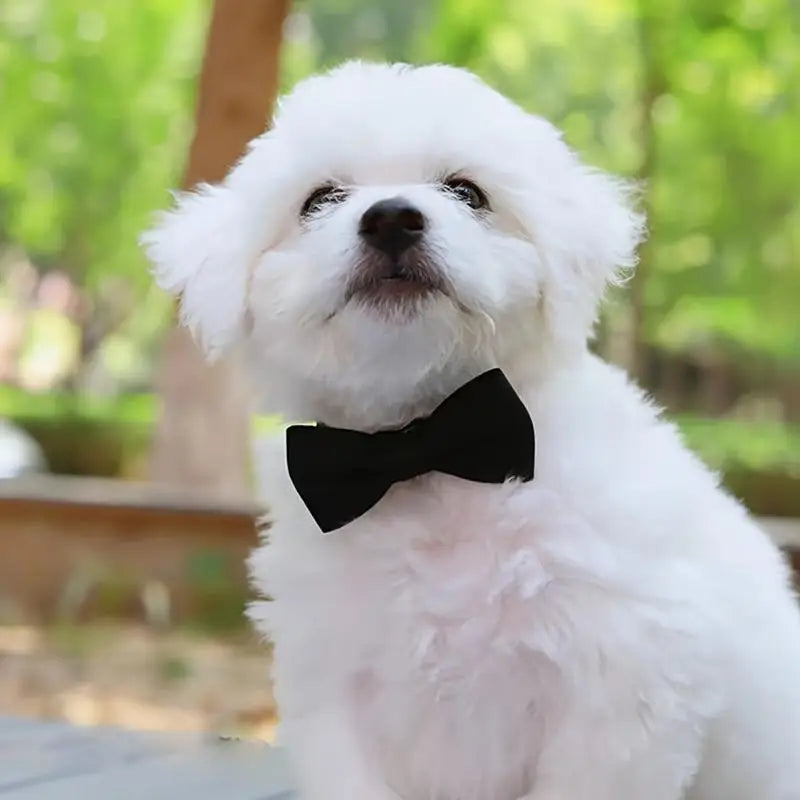 Safety Bell Tie Bow Collar