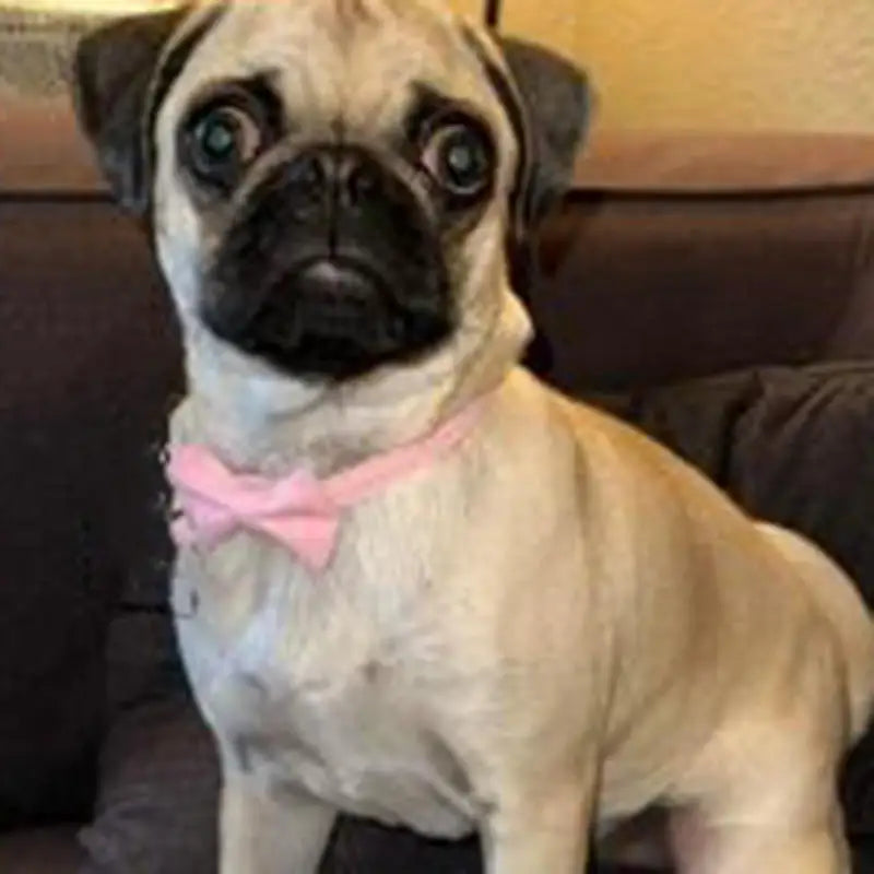 Safety Bell Tie Bow Collar