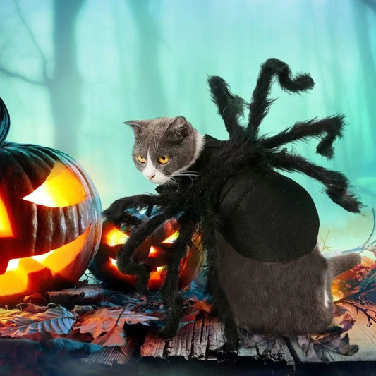 Halloween Cat Spider Costume