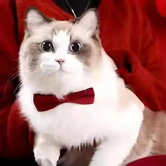 Safety Bell Tie Bow Collar